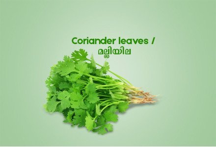 Coriander leaves / മല്ലിയില  -100gm Pack ( Ozone Washed)